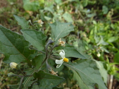 Solanum nigrum