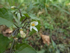 Solanum nigrum