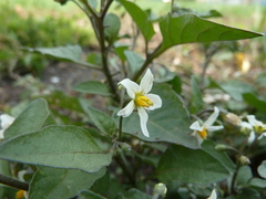 Solanum nigrum