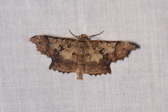 Krananda semihyalina