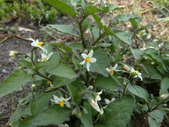 Solanum nigrum