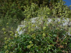 Alchemilla saxatilis