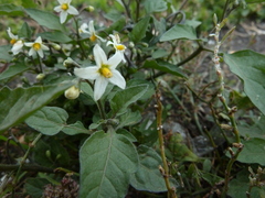 Solanum nigrum