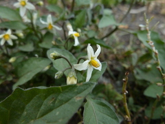 Solanum nigrum
