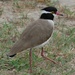 Black-headed Lapwing - Photo (c) Noel Reynolds, some rights reserved (CC BY)