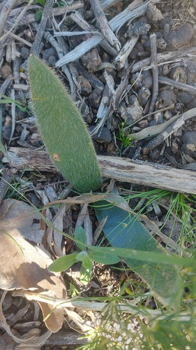 Haemanthus pubescens