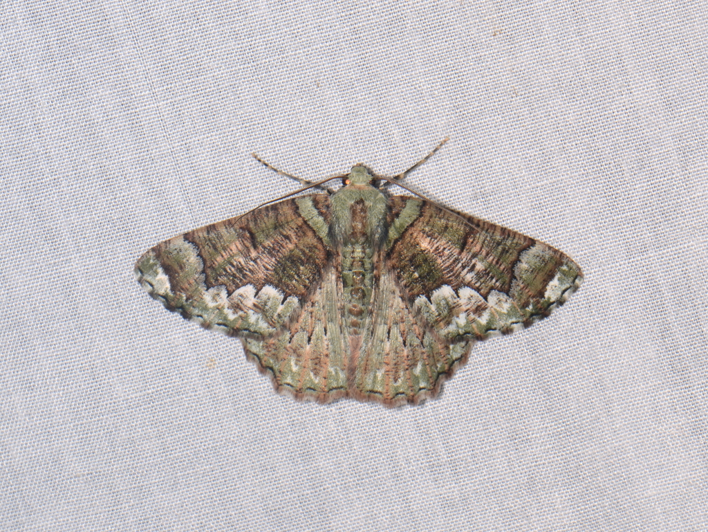 Lophophelma erionoma