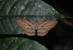 Dalima patularia