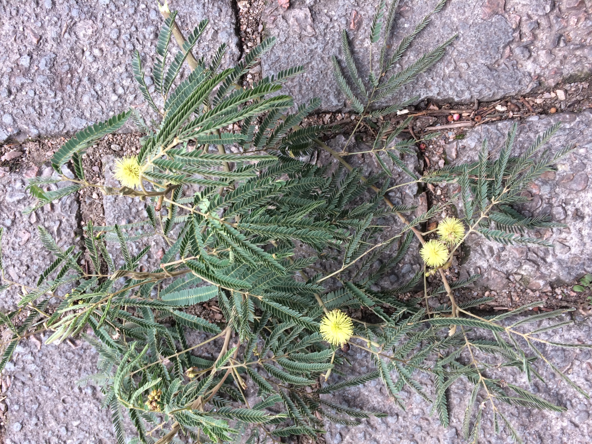 Mimosa scabrella