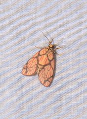 Barsilene pallinflexa