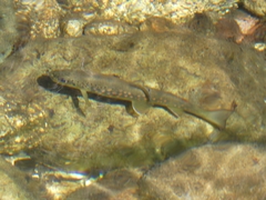 Algerian Trout photo 2