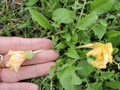 Oenothera triloba