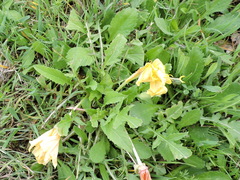 Oenothera triloba