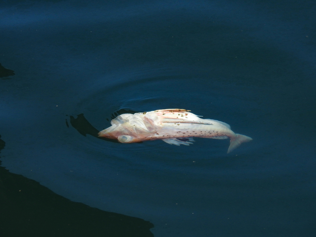 Blackspotted gurnard (Pterygotrigla hemisticta) — Triglidae