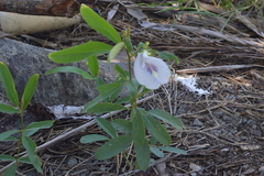 Clitoria falcata