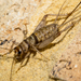 Tropical House Cricket - Photo (c) Kent Ralf, some rights reserved (CC BY-NC), uploaded by Kent Ralf