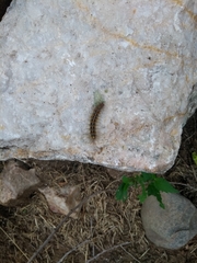 Paracles deserticola
