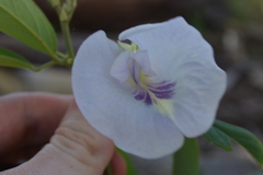 Clitoria falcata