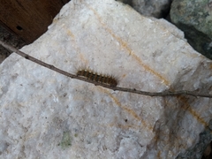 Paracles deserticola