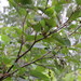Alnus incana rugosa - Photo (c) Owen Clarkin, μερικά δικαιώματα διατηρούνται (CC BY-NC), uploaded by Owen Clarkin