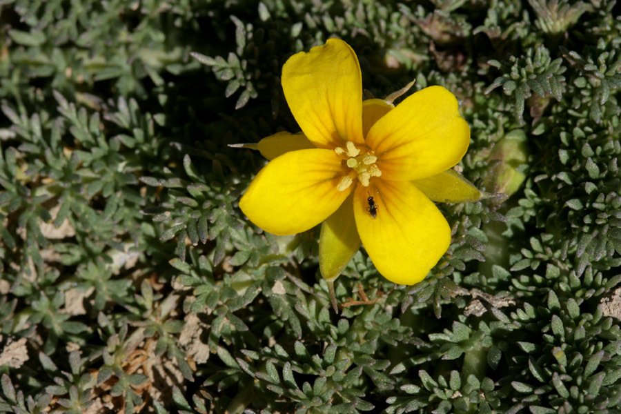 Selenia dissecta