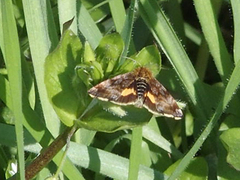 Panemeria tenebrata