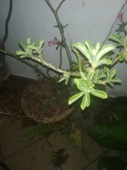 Adenium obesum