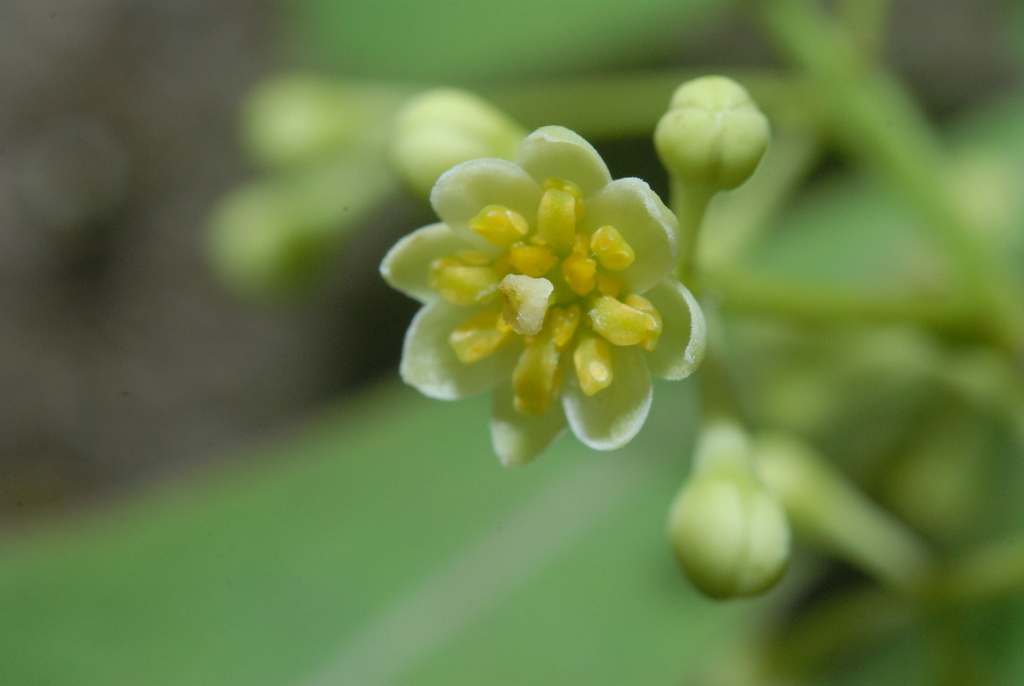 Turougwi (Cinnamomum osmophloeum)