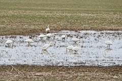 Cygnus columbianus columbianus
