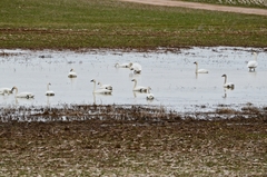 Cygnus columbianus columbianus