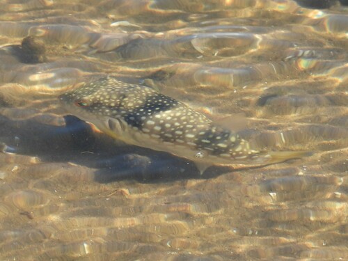 Broadhead puffer (Chelonodon laticeps) — Tetraodontidae — 4