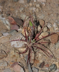 Malacothrix californica