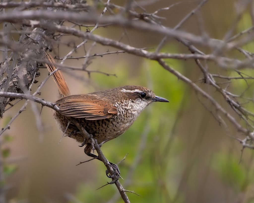 White-throated Tapaculo
