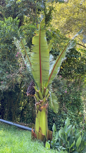 Image of Ensete ventricosum by (c) Codrin Bucur, some rights reserved (CC BY)