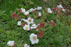 Potentilla clusiana