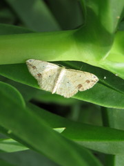 Scopula pulchellata rufinubes