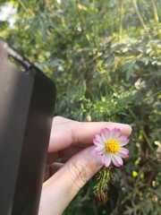 Cosmos caudatus