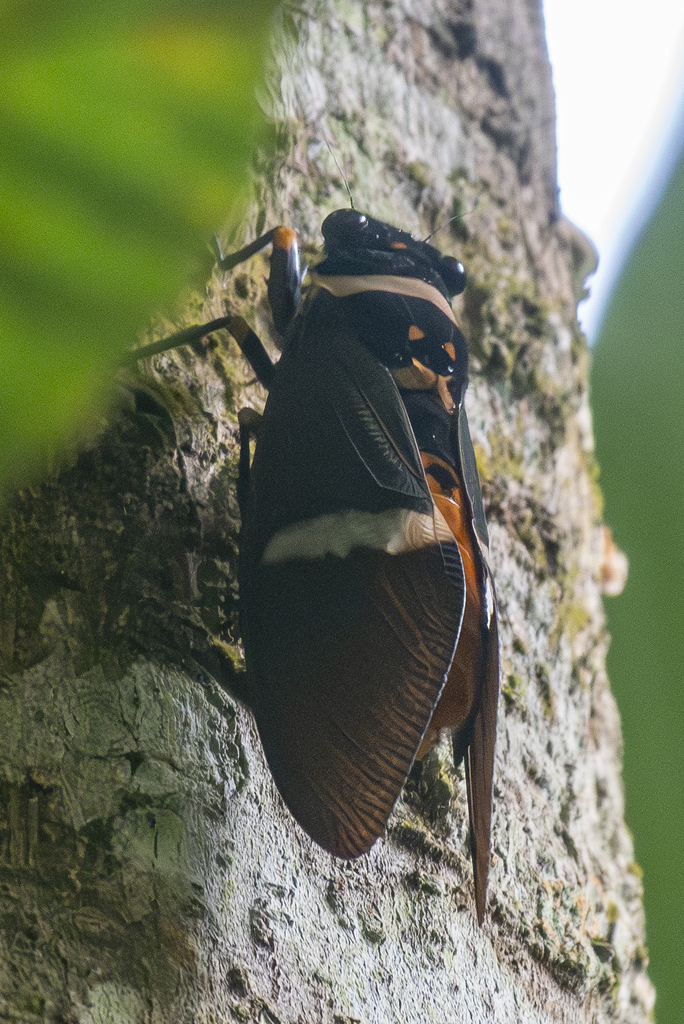 Tosena melanopteryx