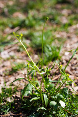 Ranunculus abortivus