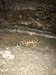 Cyrtodactylus pulchellus