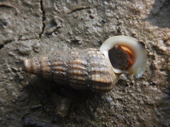 Cerithidea obtusa