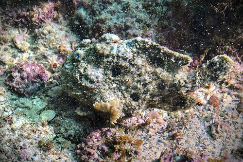 Senegal frogfish (Fowlerichthys senegalensis) — Antennariidae