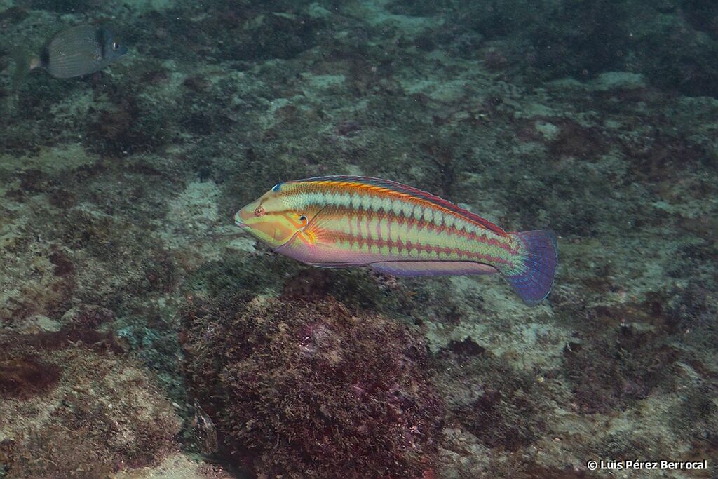 Gulf Coris