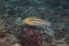 Gulf Coris photo 1