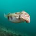 Giant African Cuttlefish - Photo (c) Luis P. B., some rights reserved (CC BY-NC), uploaded by Luis P. B.