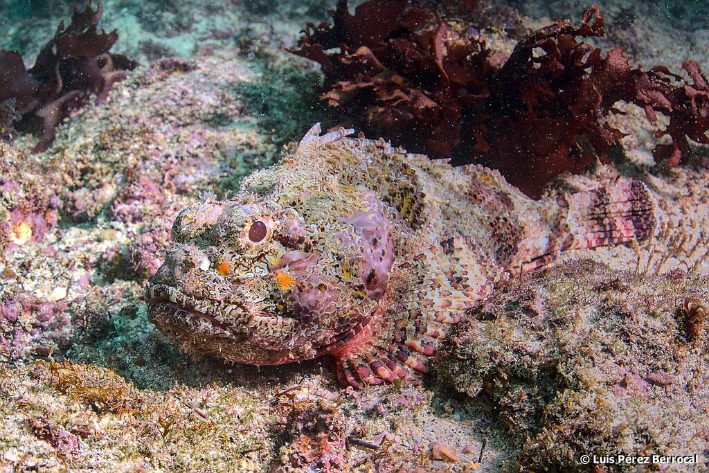 Senegalese Rockfish
