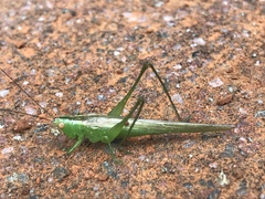 Conocephalus longipes