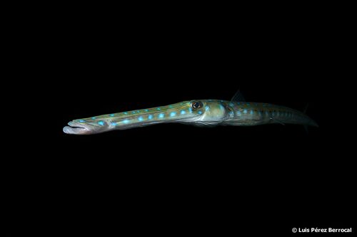 Atlantic Bluespotted Cornetfish