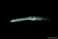 Bluespotted Cornetfish photo 3