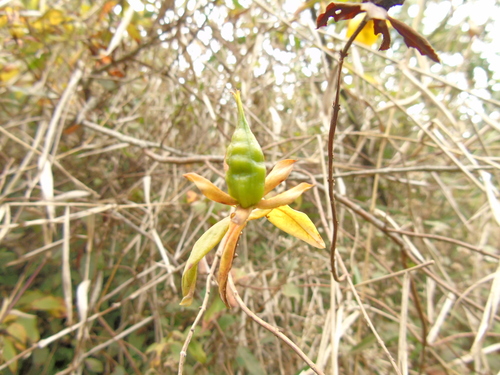 Hypericum leschenaultii observed 2023-09-07